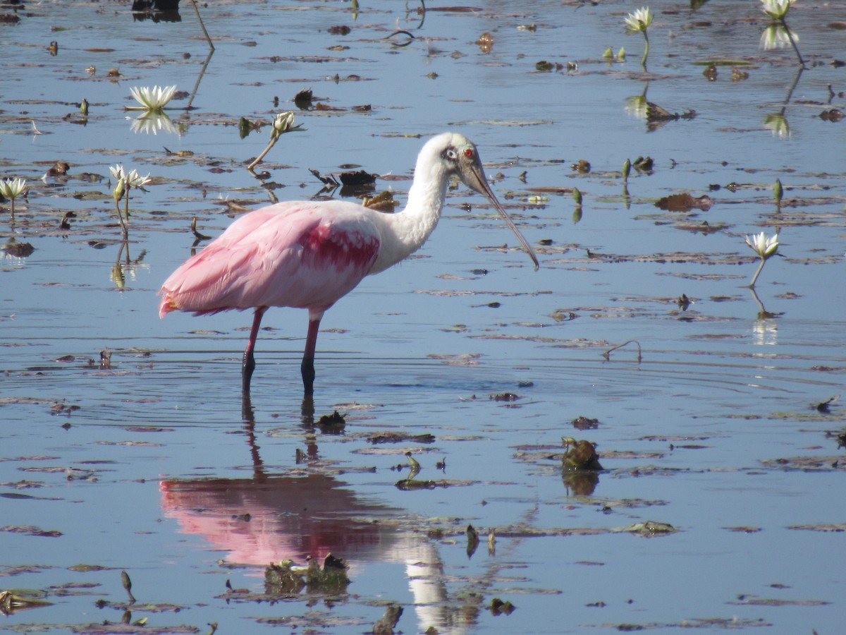 Roseate Spoonbill - Edith Jimenez  (Tuxtla Birding Club)