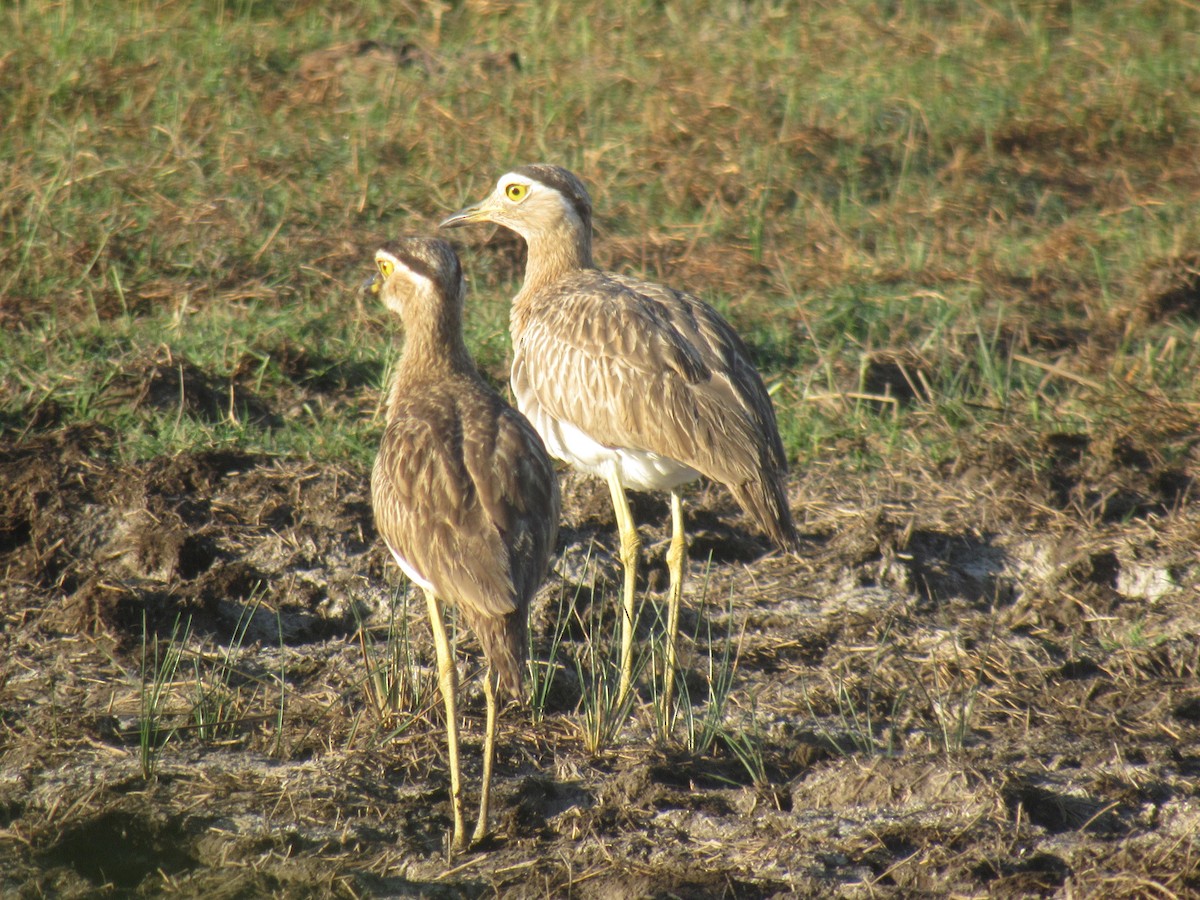 Double-striped Thick-knee - ML138013101