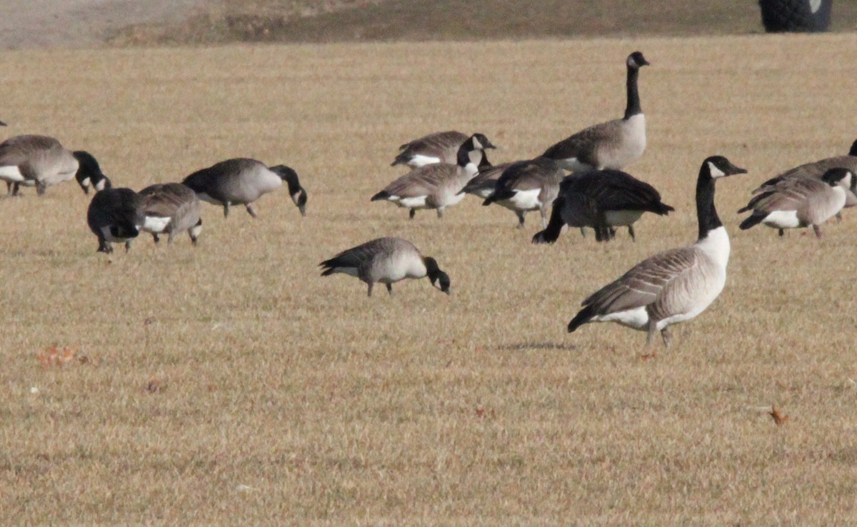 Cackling Goose - ML138013341