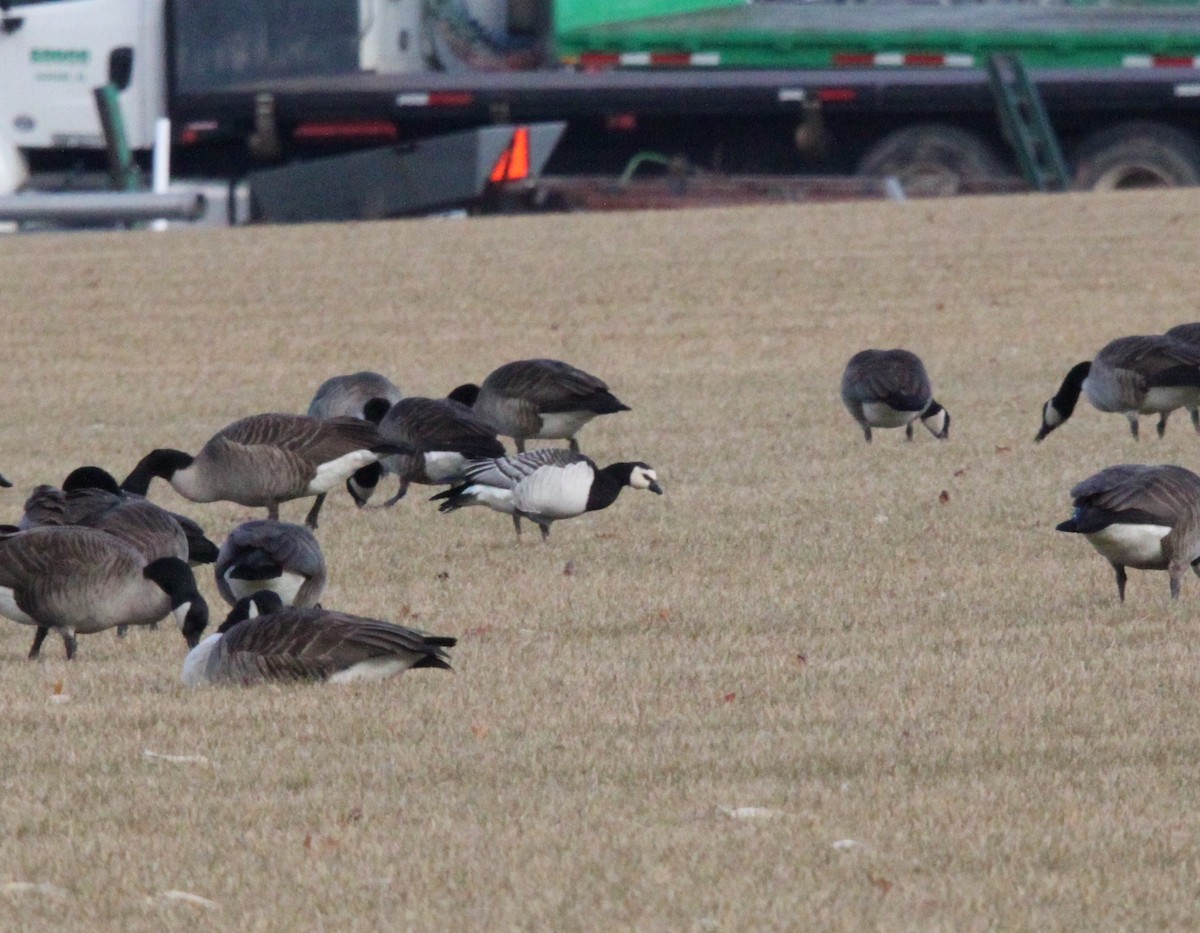 Barnacle Goose - Tom Younkin