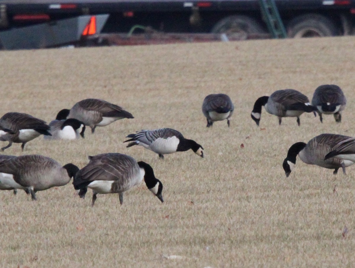 Barnacle Goose - Tom Younkin