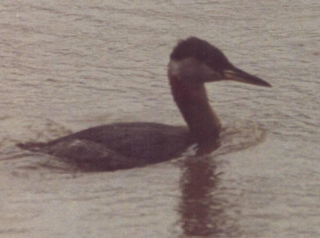 Red-necked Grebe - ML138014511