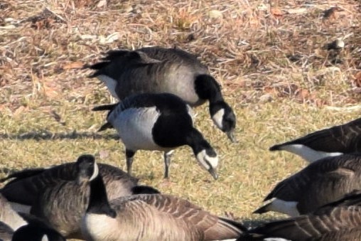 Barnacle Goose - ML138014561