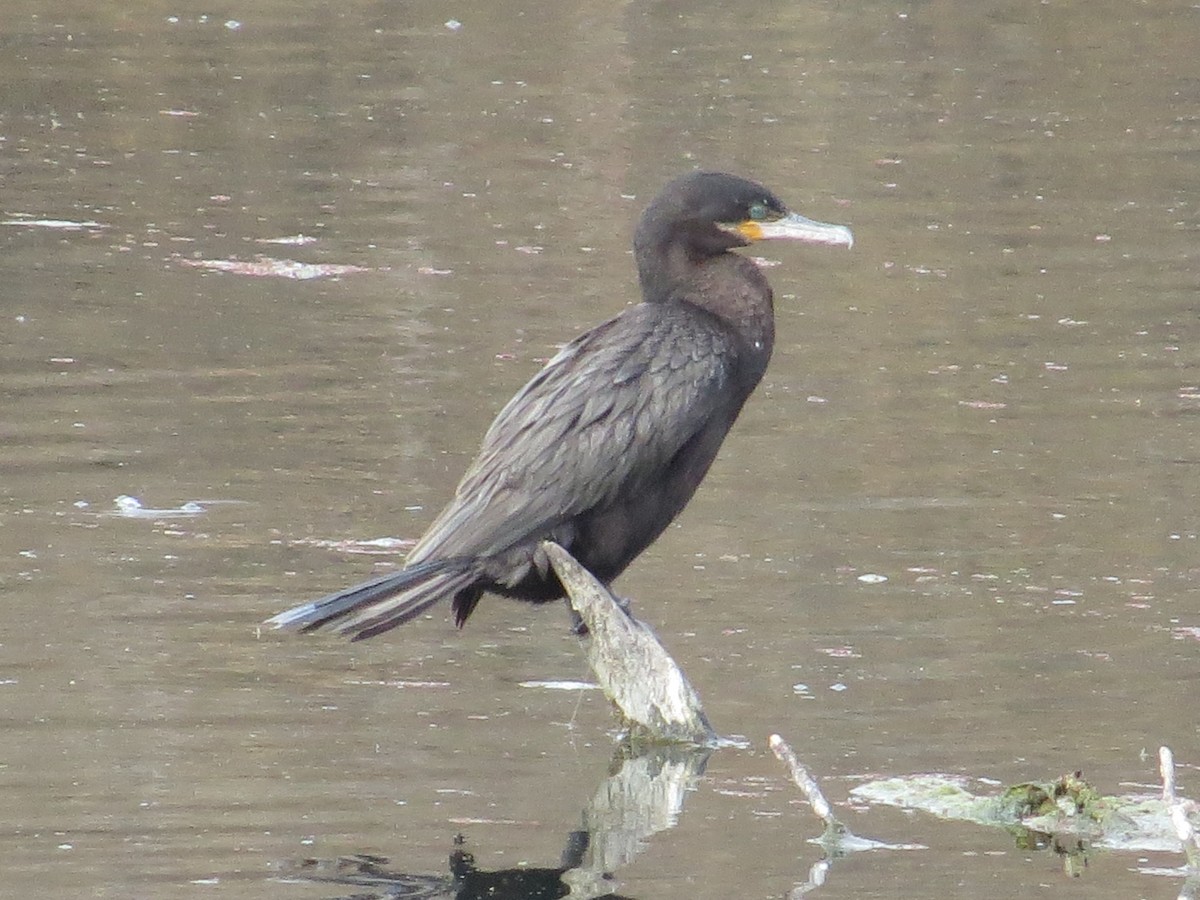 Cormoran vigua - ML138014761