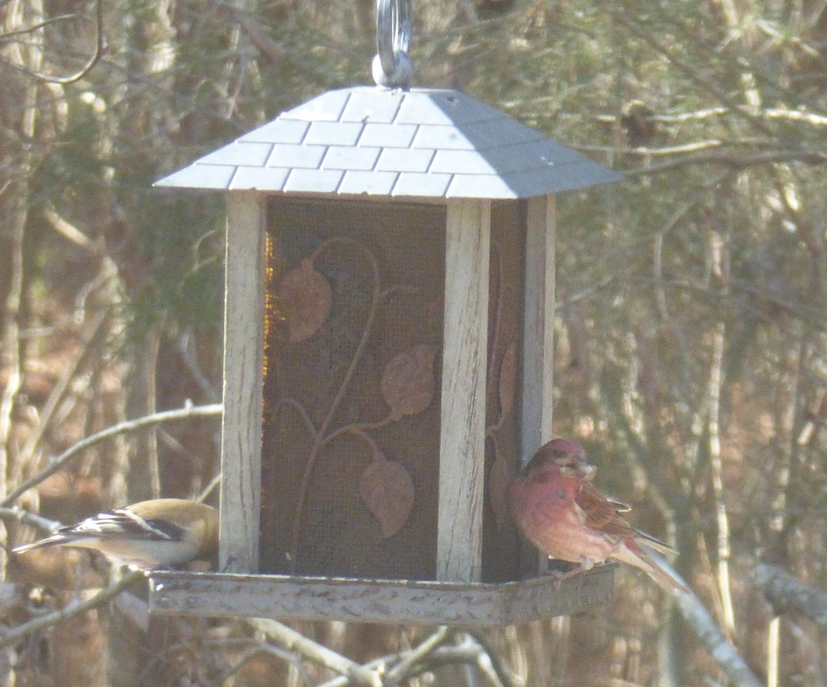 Purple Finch - ML138014811