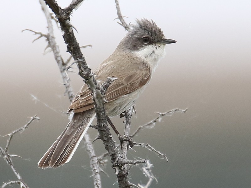 Lesser Whitethroat (Lesser) - Pavel Parkhaev