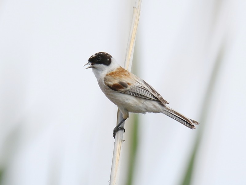 White-crowned Penduline-Tit - ML138015031