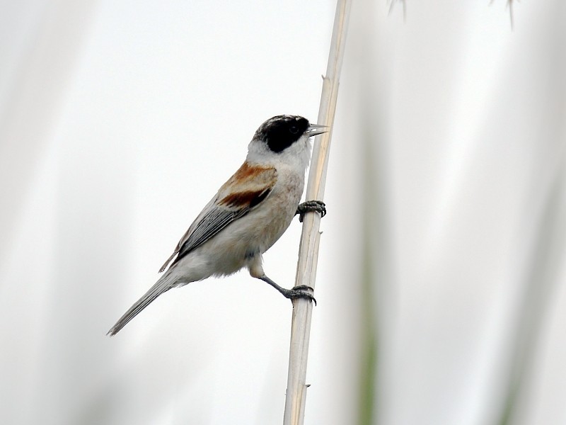 White-crowned Penduline-Tit - ML138015041