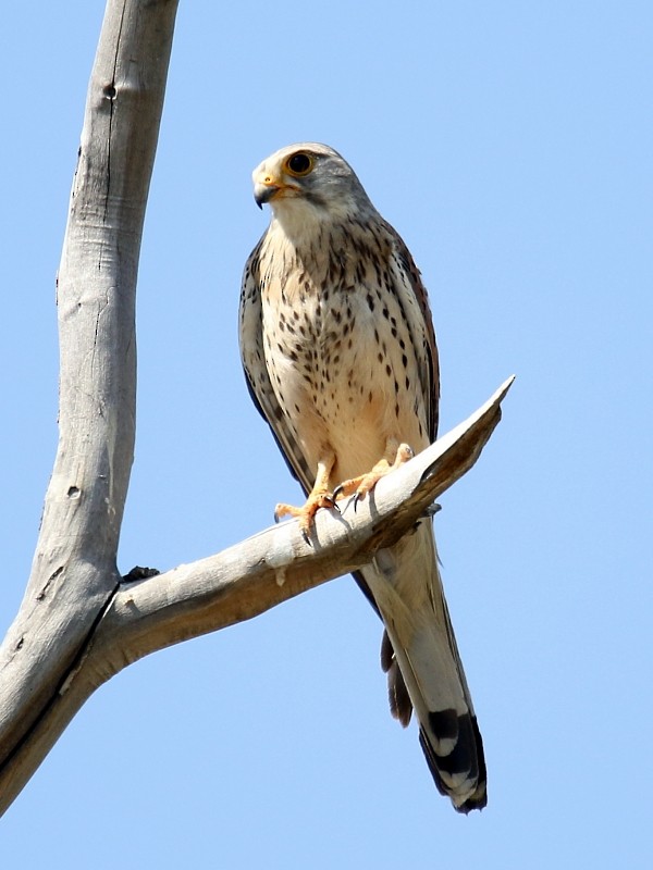 Eurasian Kestrel (Eurasian) - ML138015101