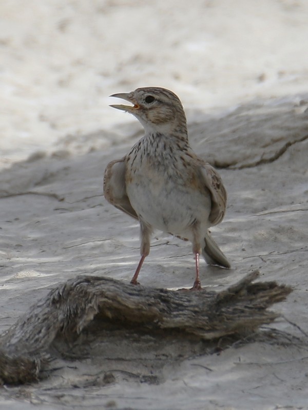 Turkestan Short-toed Lark - Pavel Parkhaev