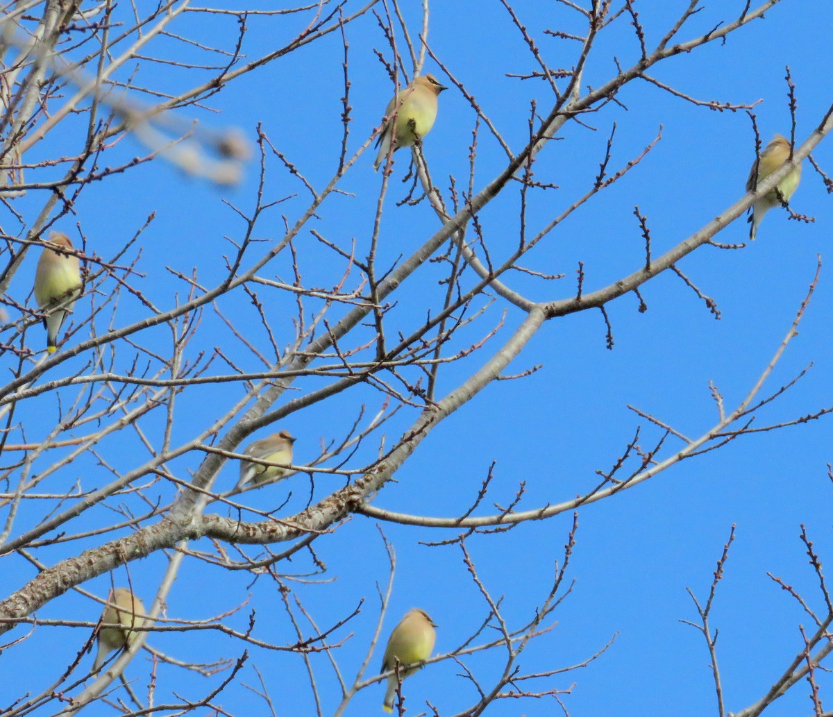 Cedar Waxwing - Ketury Stein