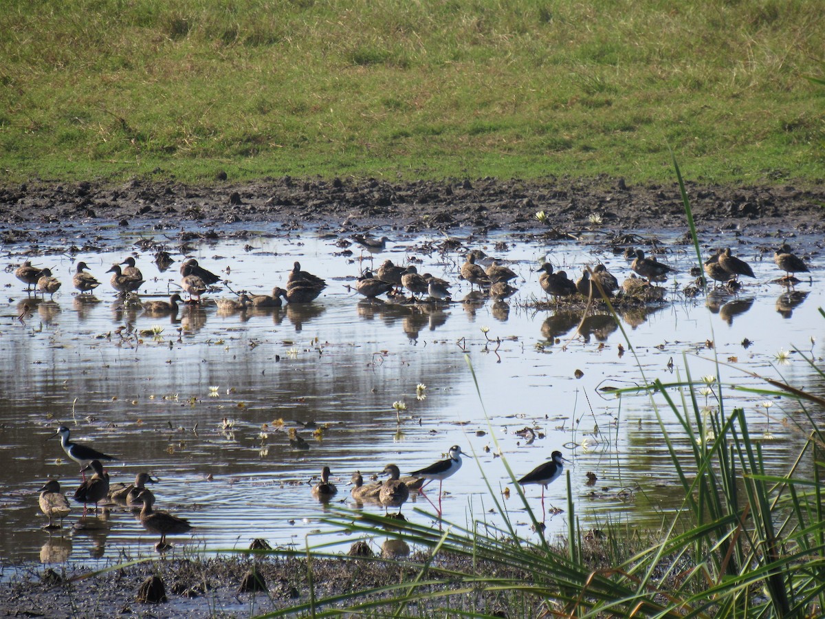 Blue-winged Teal - ML138015521