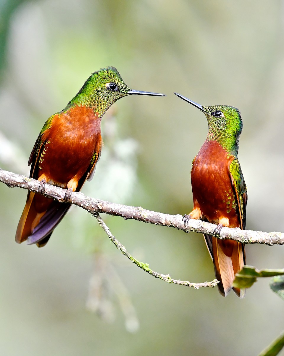 kolibřík peruánský - ML138016181