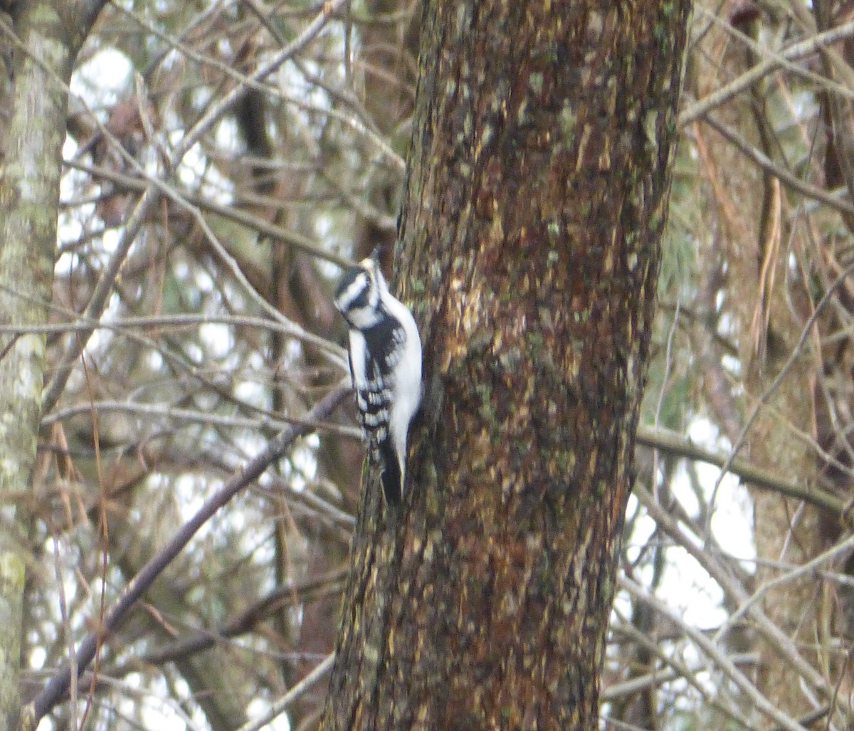 Downy Woodpecker - ML138016541