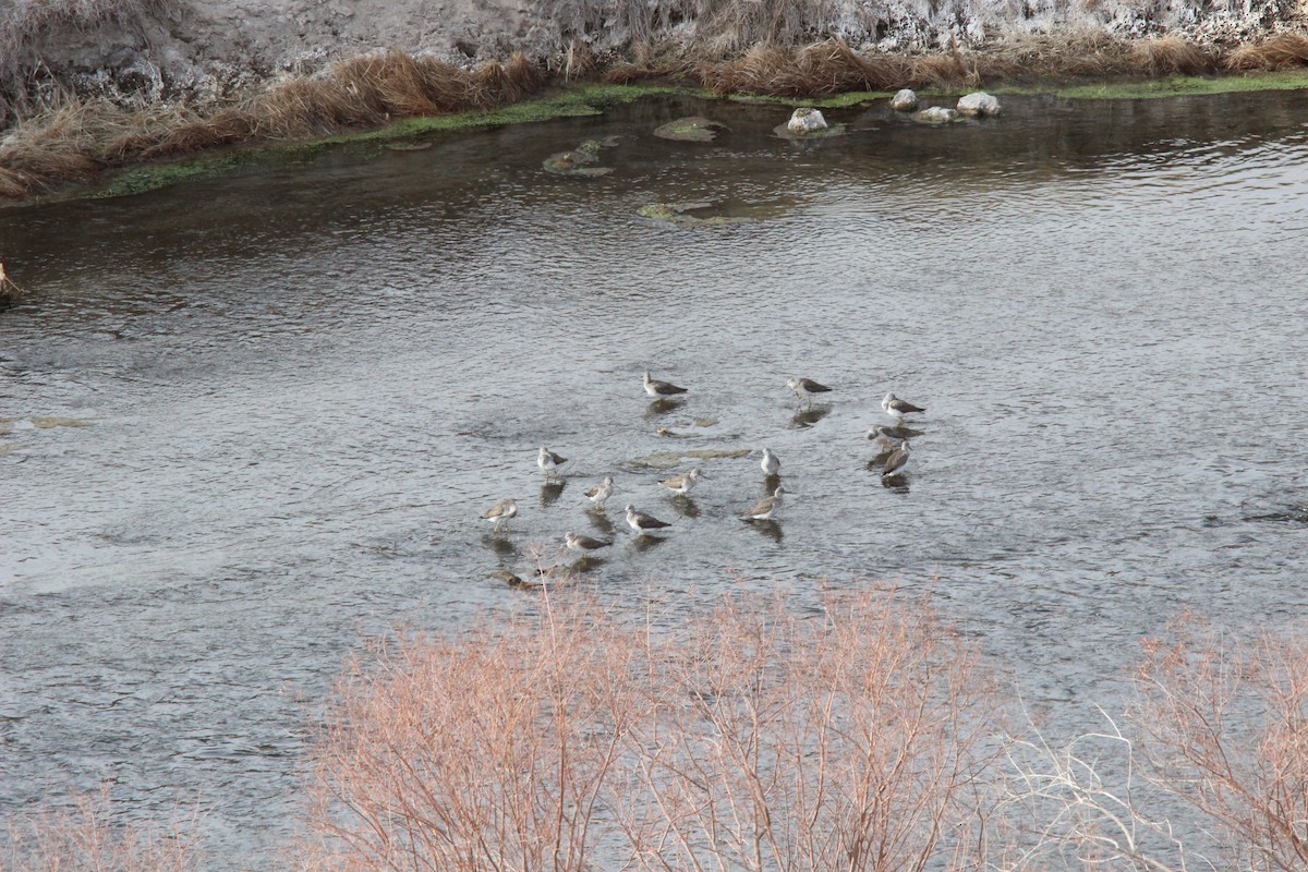 Greater Yellowlegs - ML138016901