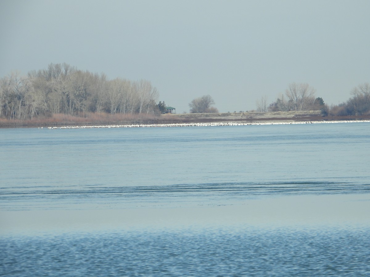 ハクガン - ML138018391