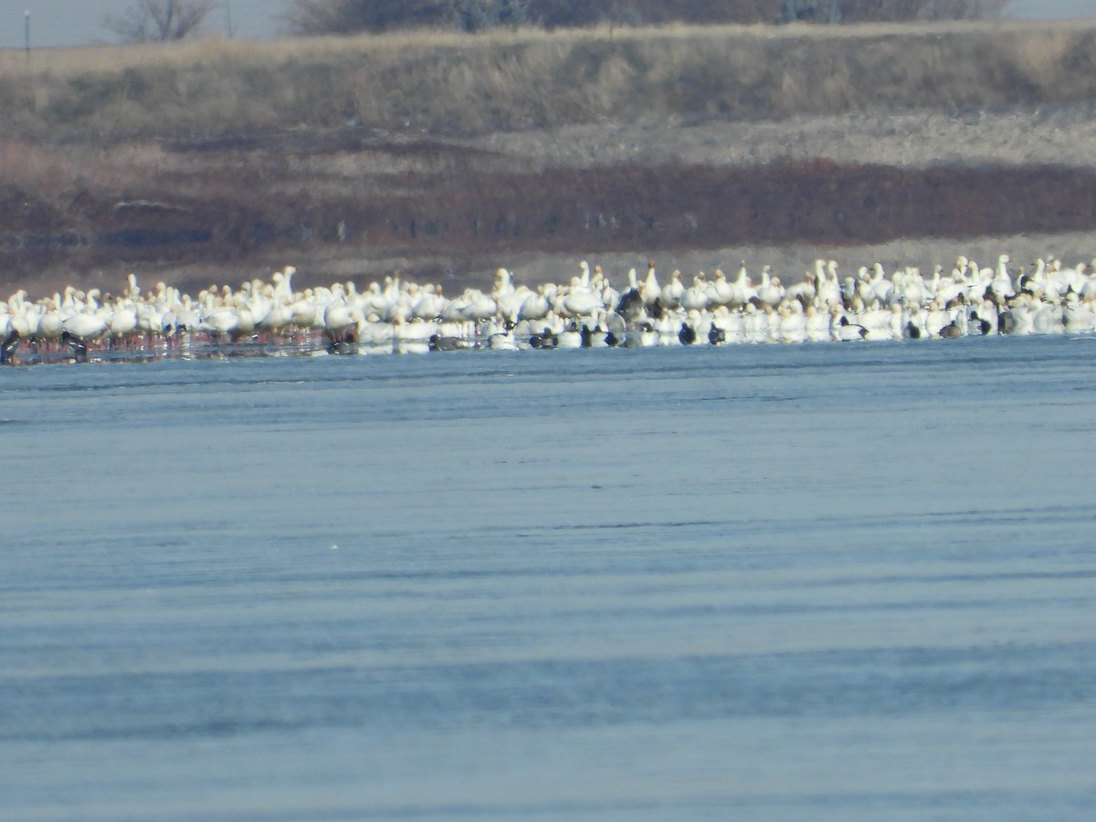 ハクガン - ML138018731