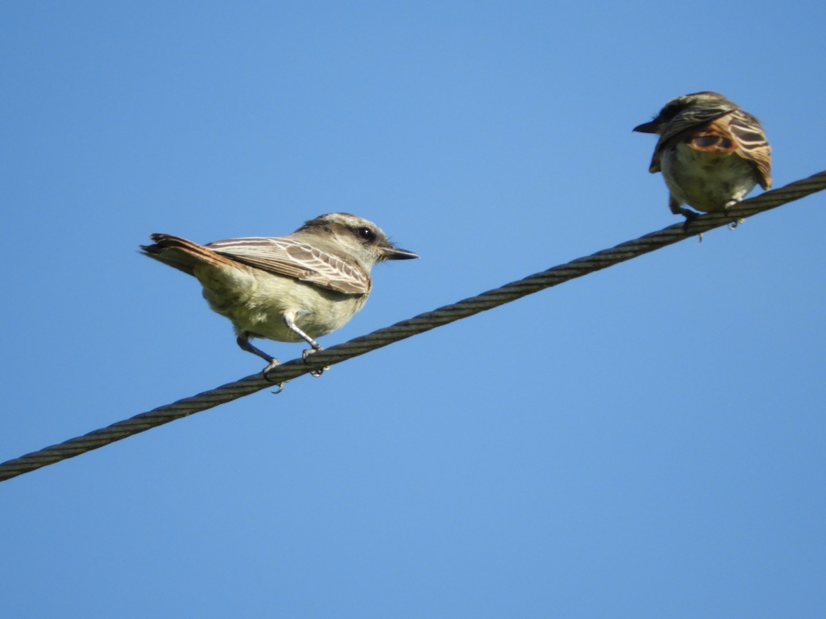 Variegated Flycatcher - Silvia Enggist