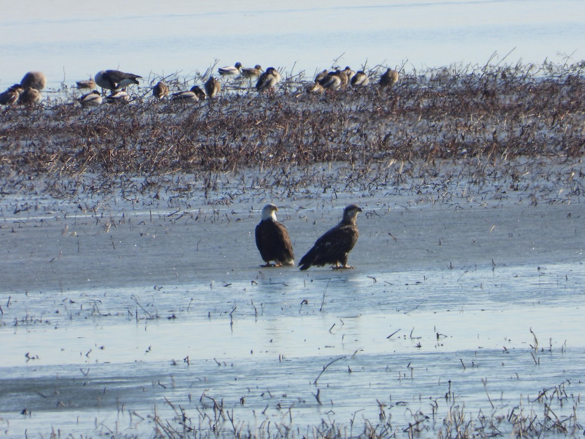 Bald Eagle - ML138020291