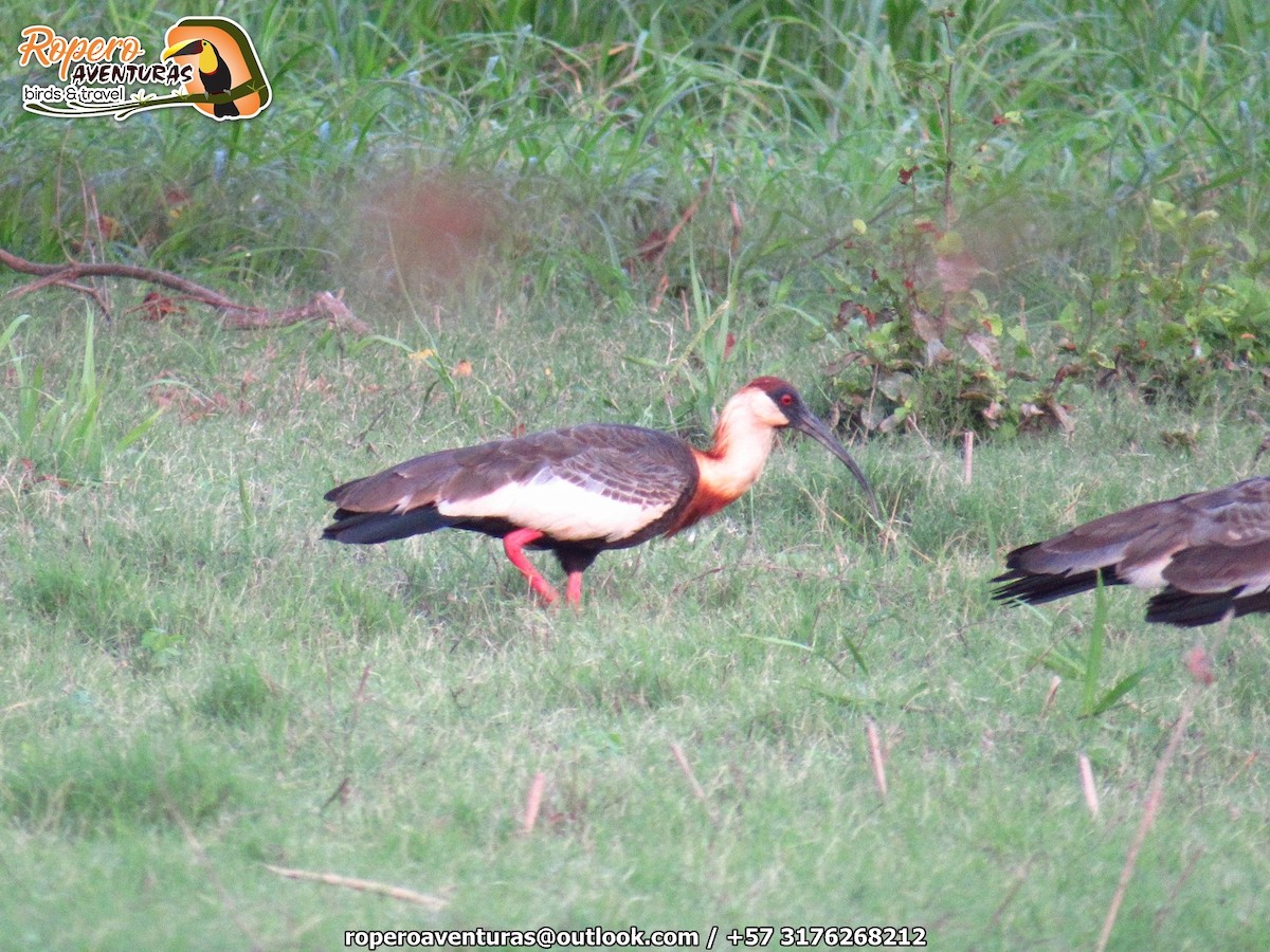 Buff-necked Ibis - ML138020581