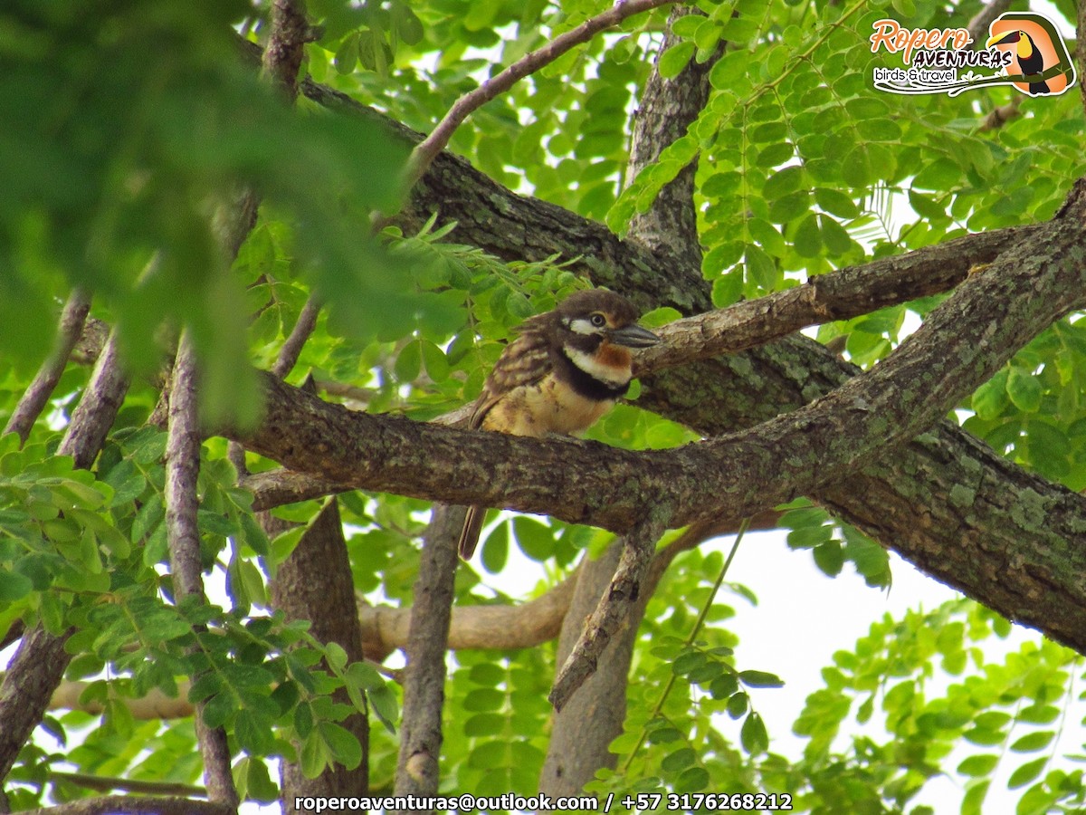 Russet-throated Puffbird - ML138020871