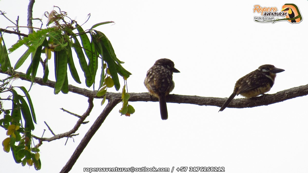 Russet-throated Puffbird - ML138021031