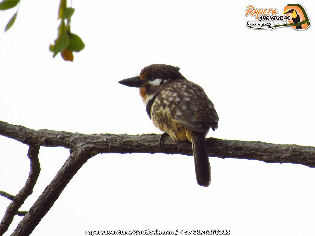 Russet-throated Puffbird - ML138021161