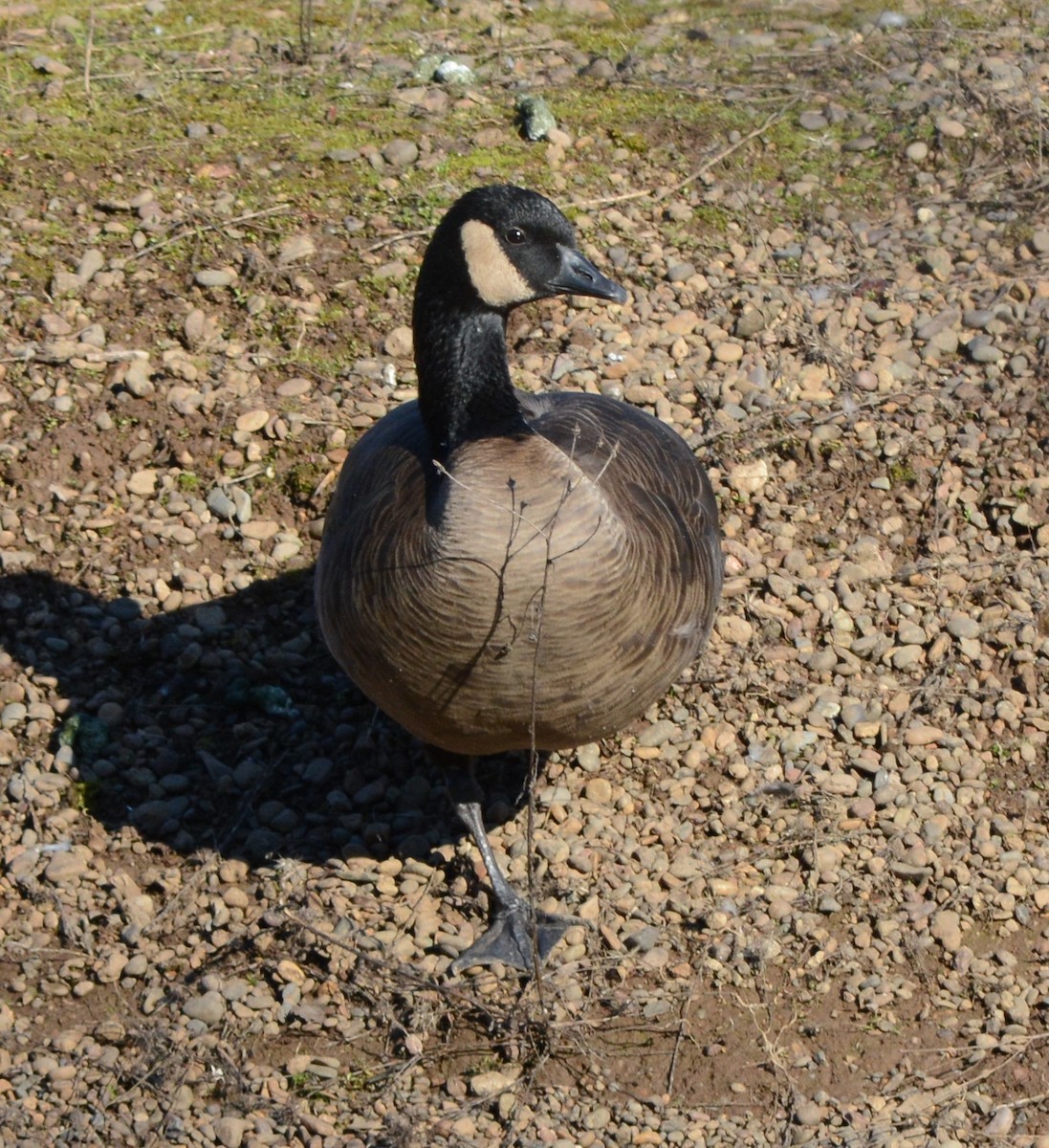 Canada Goose (occidentalis/fulva) - ML138021191