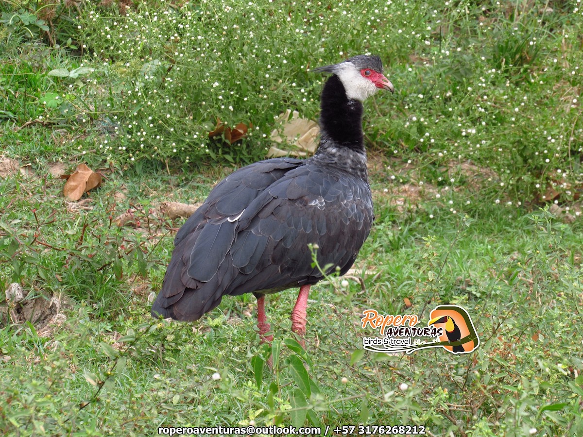Northern Screamer - ML138021741
