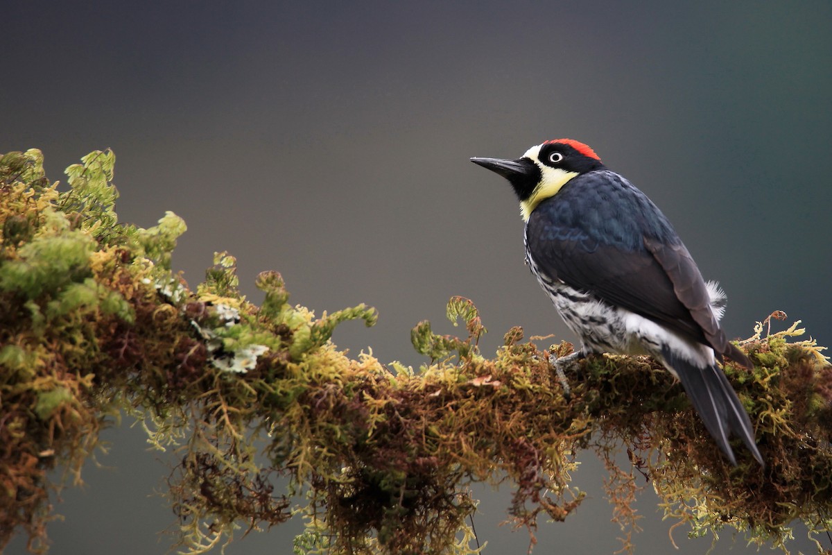 Acorn Woodpecker - ML138022211