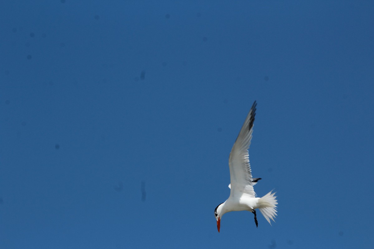 Royal Tern - ML138022501