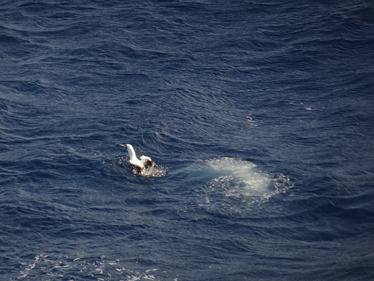 Masked Booby - Susan Iannucci