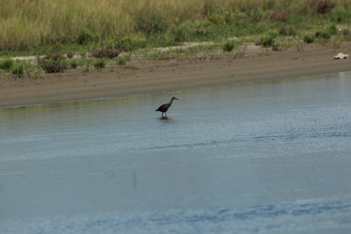 Clapper Rail - ML138022661