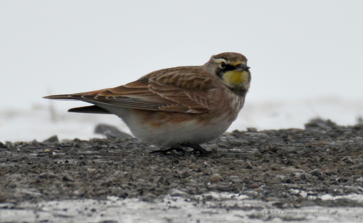 Horned Lark - ML138023081