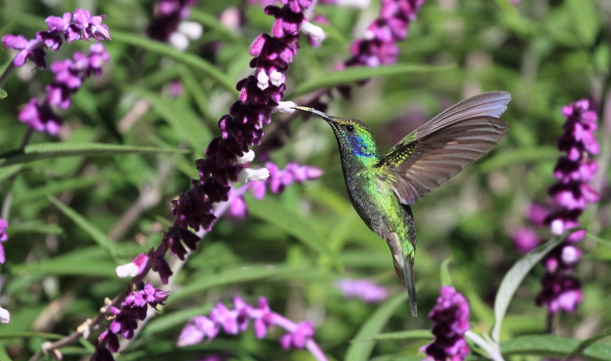 Lesser Violetear - Diane St-Jacques