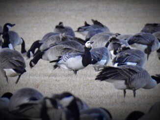 Barnacle Goose - ML138025231