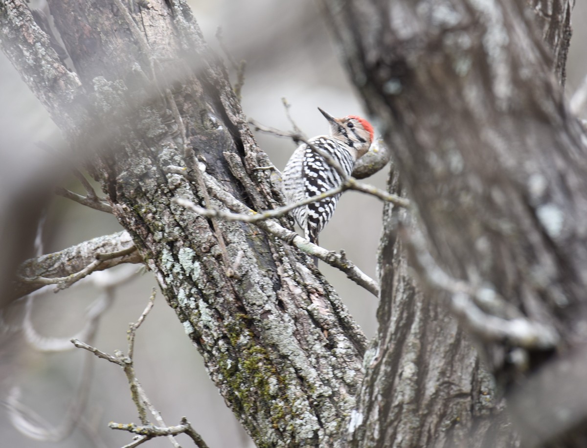 Ladder-backed Woodpecker - ML138025281