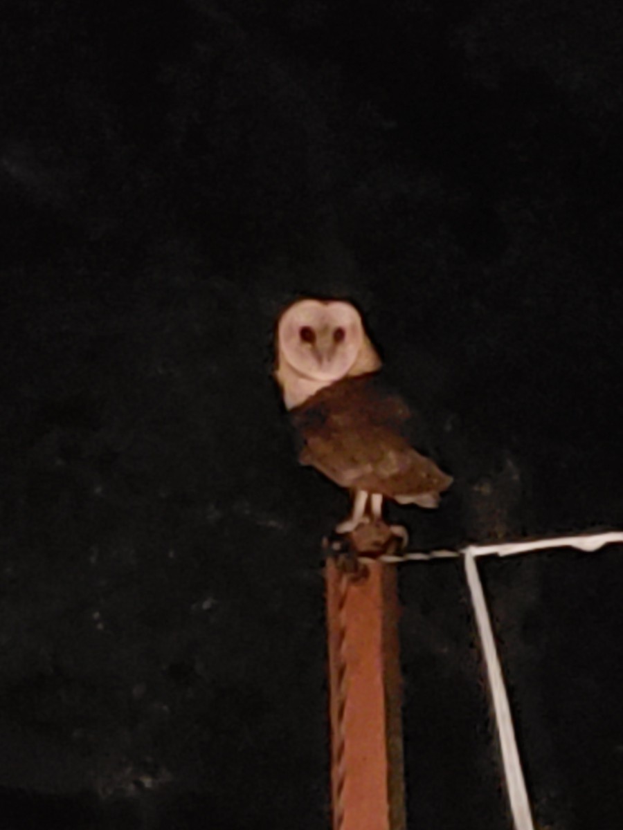 Barn Owl - ML138025321