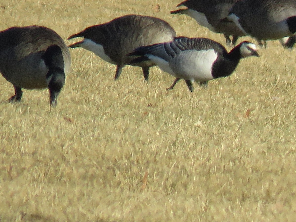 Barnacle Goose - Catherine Boisseau