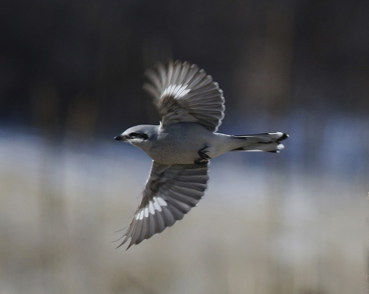 Northern Shrike - ML138028951