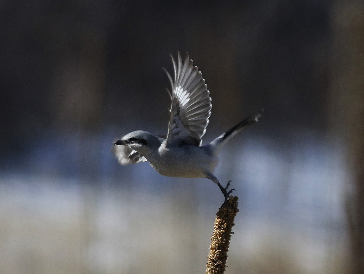 Northern Shrike - ML138028971