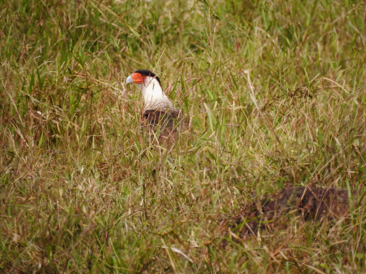 Caracara Carancho (norteño) - ML138031341