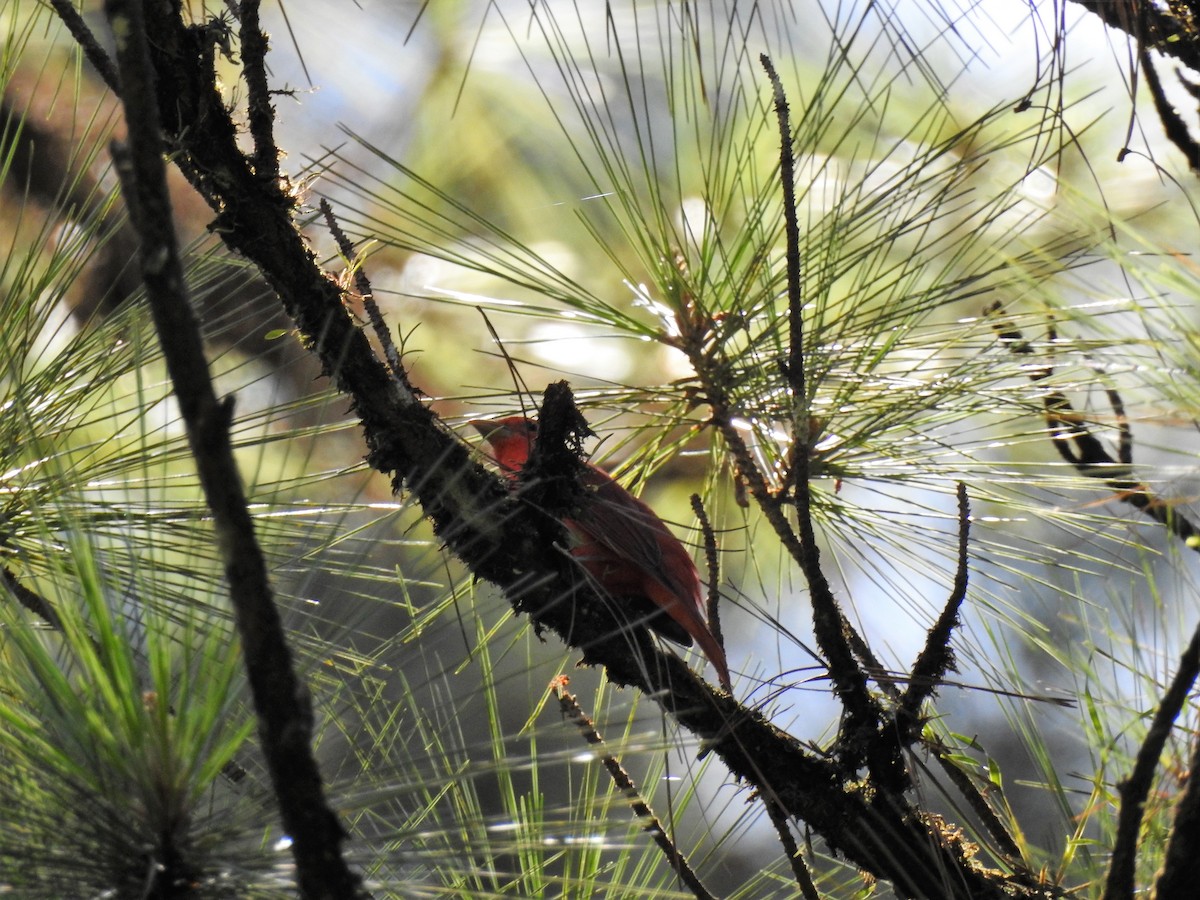 Piranga orangé - ML138031571