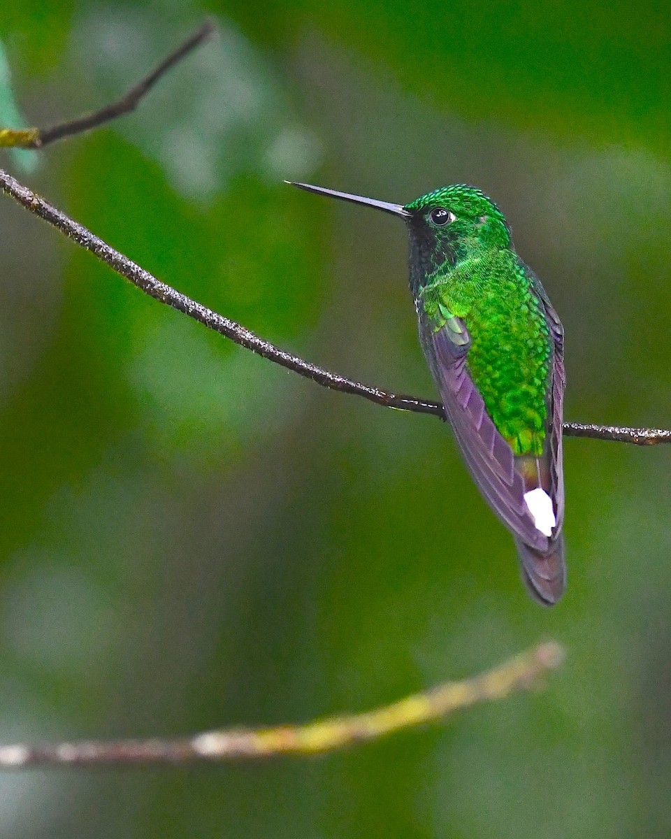 Rufous-vented Whitetip - ML138032391