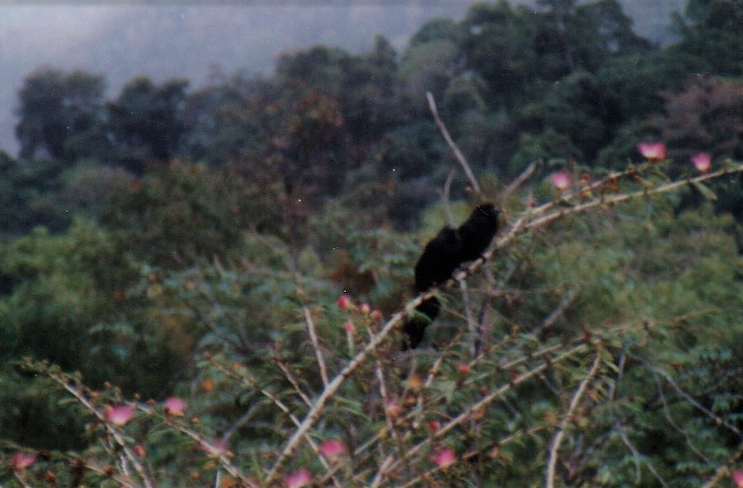 Smooth-billed Ani - Randy Schietzelt