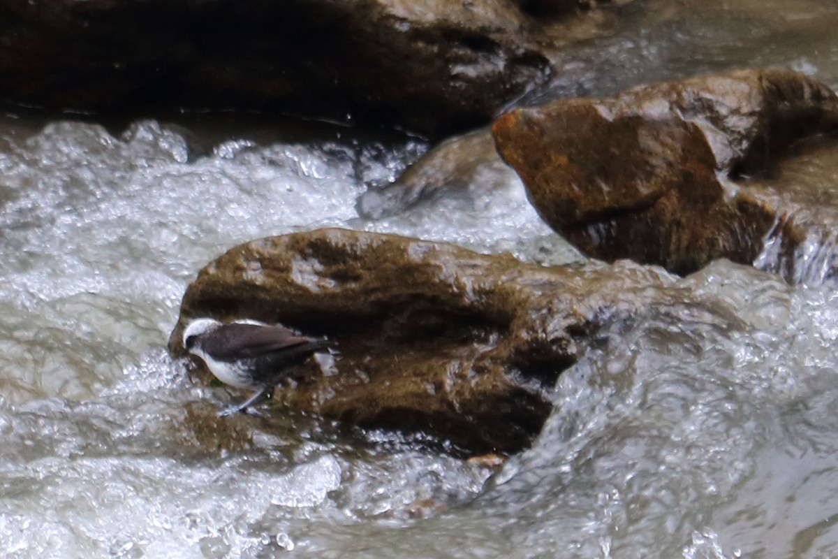 White-capped Dipper - Alta Tanner