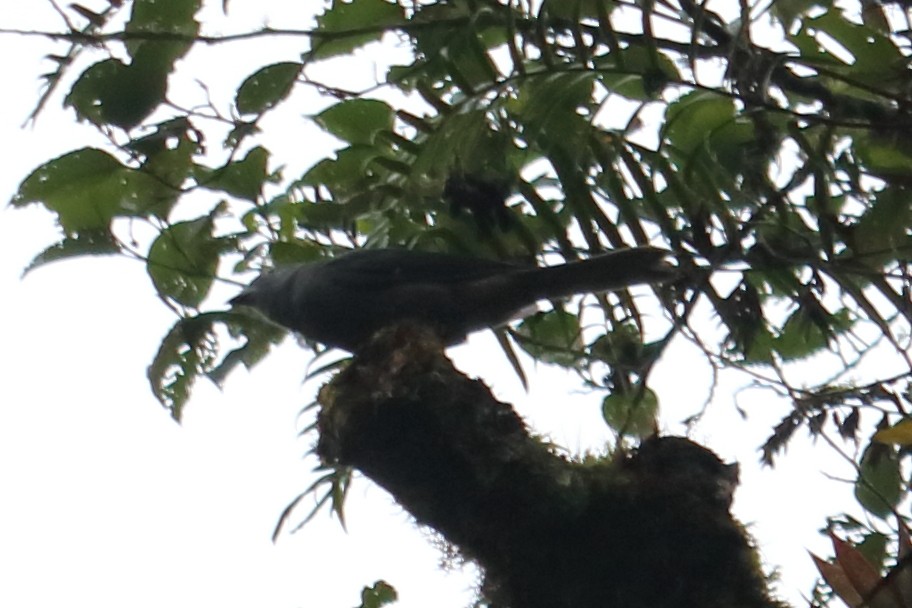 Smoke-colored Pewee - ML138036191