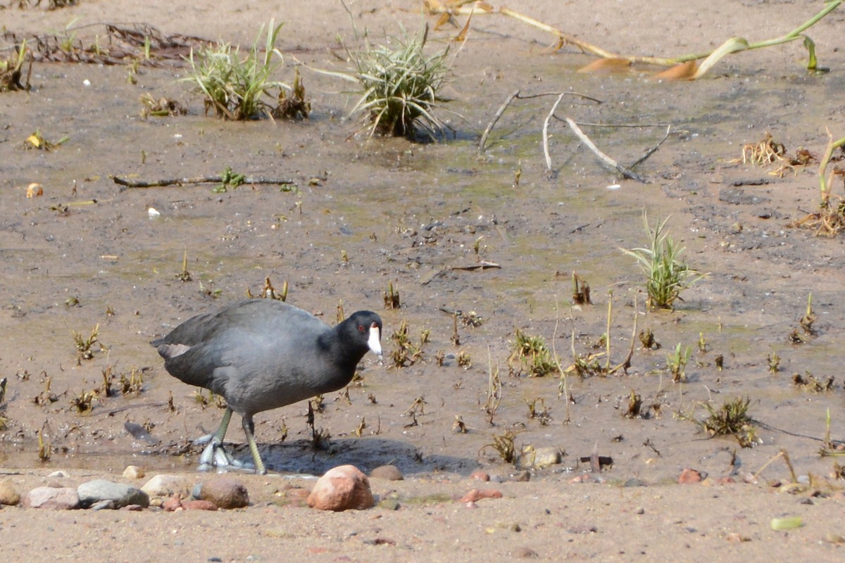 American Coot - Marie O'Neill
