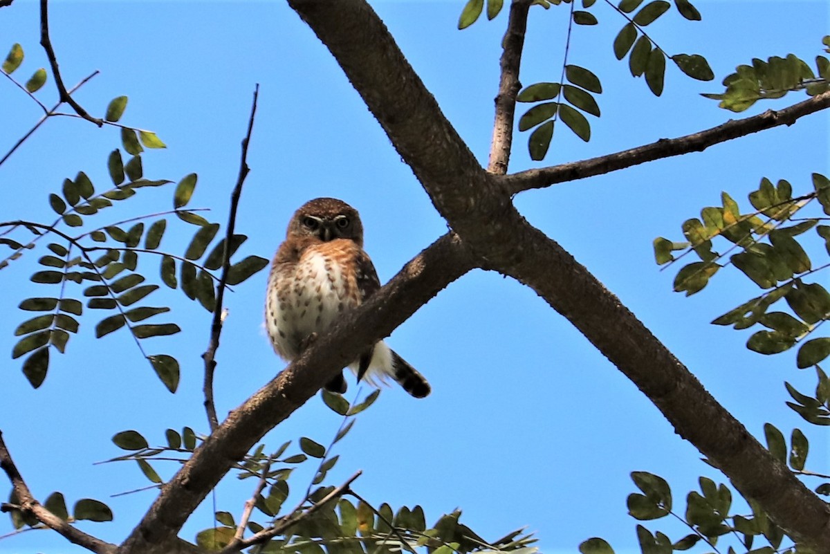 Cuban Pygmy-Owl - ML138038911