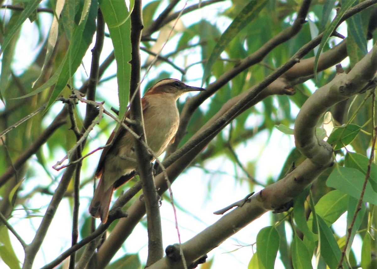 Wing-banded Hornero - ML138039071